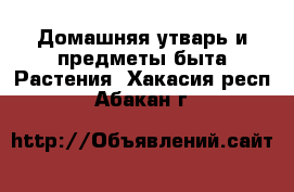 Домашняя утварь и предметы быта Растения. Хакасия респ.,Абакан г.